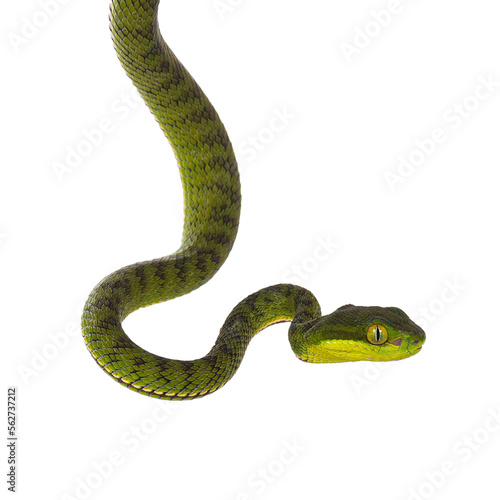 Close up of brown spotted green pitviper or pit viper, hanging down. High detail. Isolated cutout on transparent background.