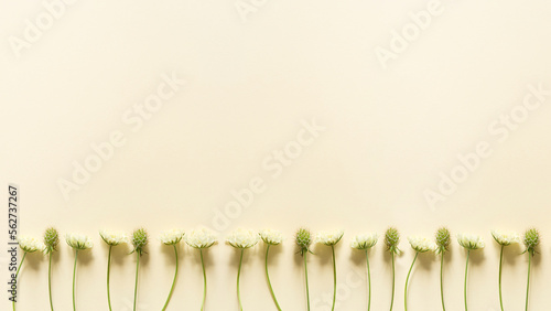 Composition of flowers. Beautiful flowers on a paper background. Soft lemon meadow flowers  scabious field  on a pastel background. Scabious flower - Cephalaria.