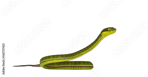 Brown spotted green pitviper or pit viper, with head high. High detail. Looking to the side. Isolated cutout on transparent background.