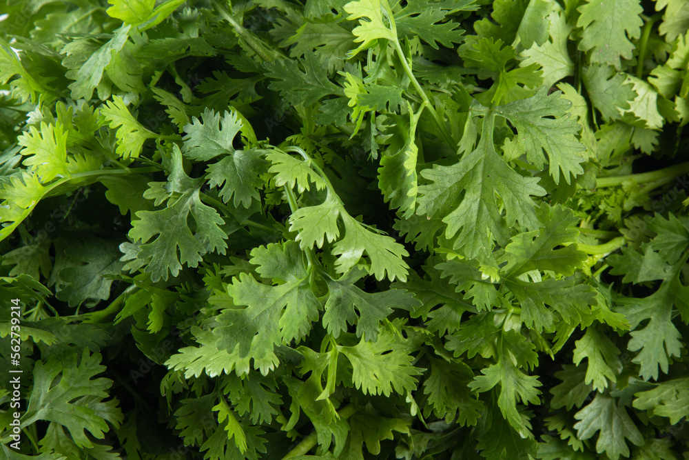 Closeup fresh green coriander leaves Closeup fresh green coriander leaves