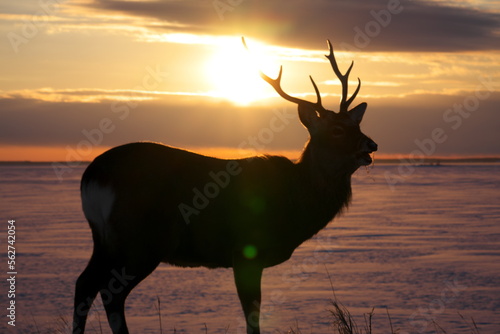 Ezo deer in the sunset Todowara on the Notsuke Peninsula in Hokkaido