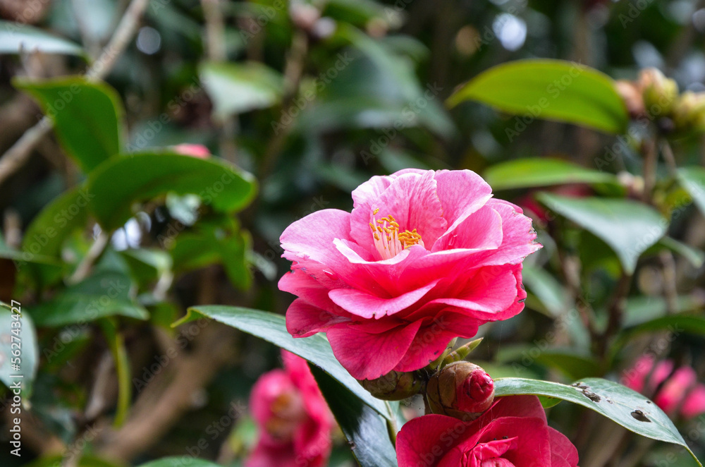 Camellia japonica in the garden.