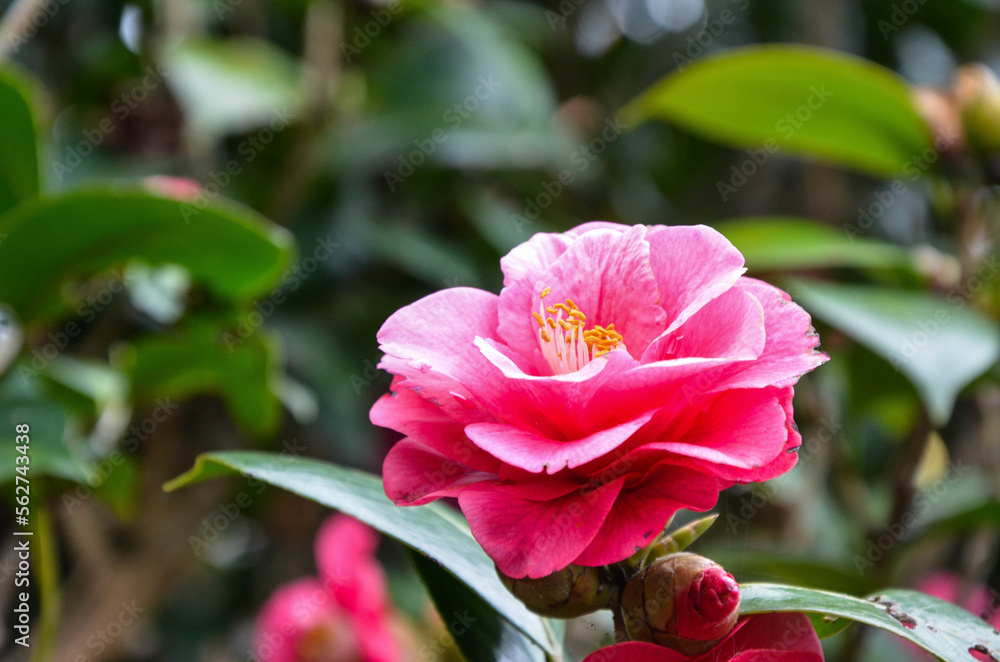 Camellia japonica in the garden.