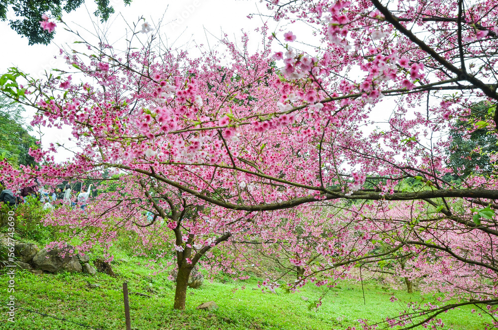 Fototapeta premium Cherry blossoms in full bloom.