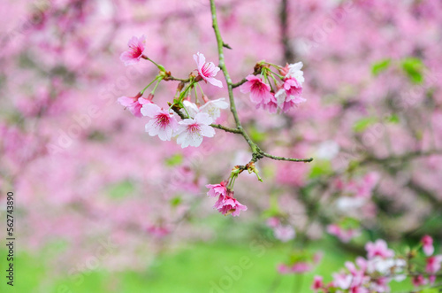 Cherry blossoms in full bloom. © LIU YU SHAN