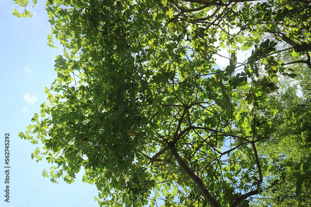 Fototapeta premium green tree leaves with bright sunlight