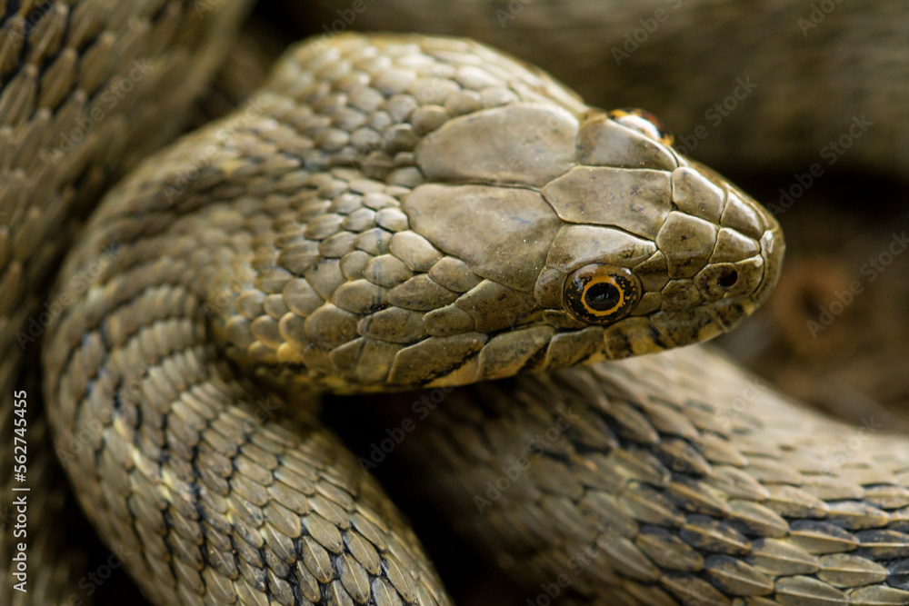 Viperine snake slithering on ground Viperine snake slithering on ground