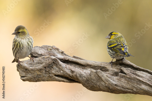 Cute lugano goldfinch birds sitting on tree trunk photo