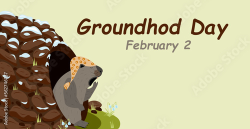  Groundhog Day. Marmot climbed out of hole and yawns