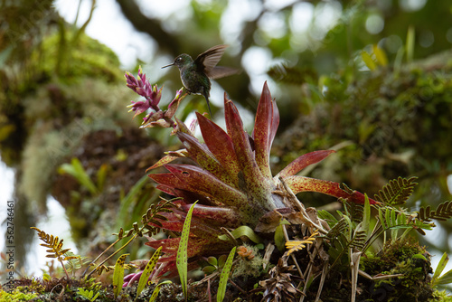 Colibrí turmalina (Heliangelus exortis) polinizando bromelia en el bosque de niebla del Valle del Cocora photo