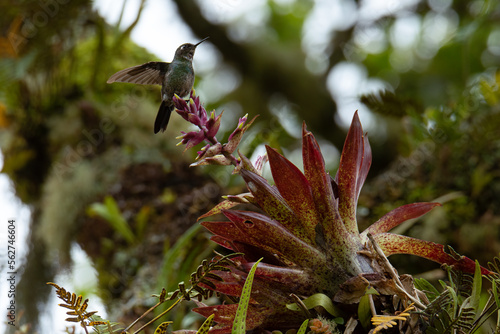 Colibrí turmalina (Heliangelus exortis) polinizando bromelia en el bosque de niebla del Valle del Cocora photo