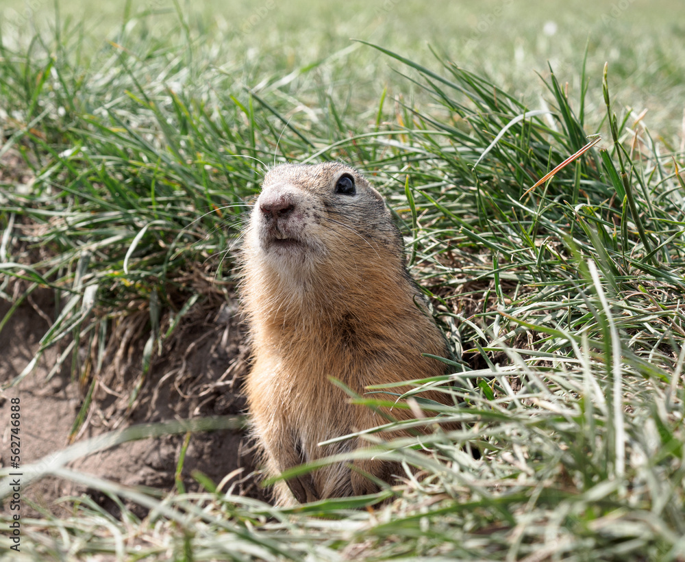 Gopher on the grassy lawn is looking at the camera. Close-up Gopher on the grassy lawn is looking at the camera. Close-up