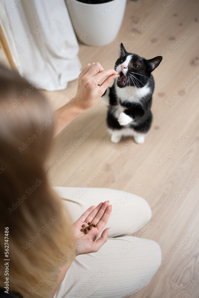 Φωτογραφία high angle view of female pet owner hand feeding tuxedo cat with dried food snack