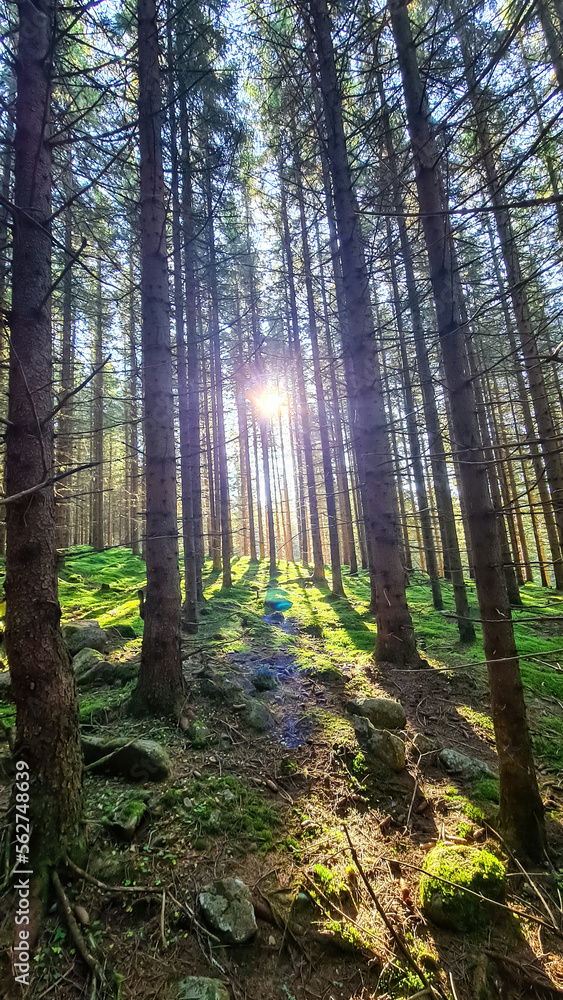 Fototapeta premium Sun rays shining through a forest in the Seckau Alps ins Styria, Austria, Europe. Beams of light pierce a dark, imposing woodland. Morning sunrise light in European alps pine forest. Moss overgrown