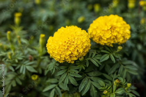 Close-up view of two yellow marigold flowers blooming beautifully against a cluster of blurred green leaves.