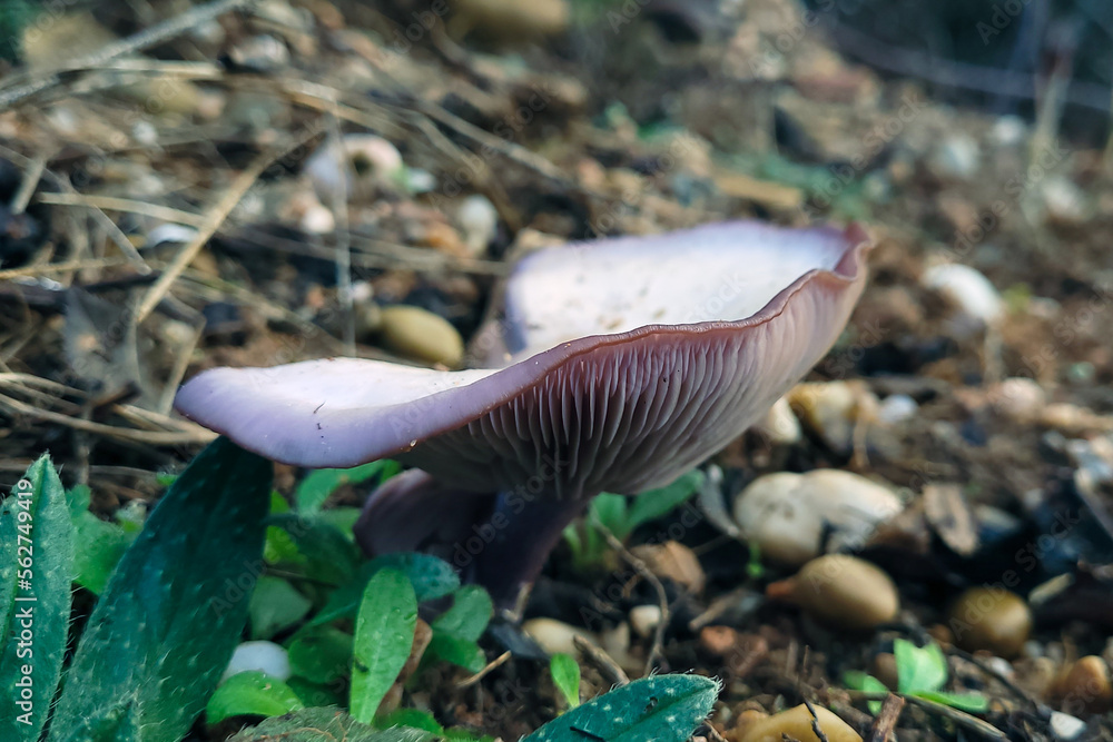 Obraz premium SETAS DEL CAMINO