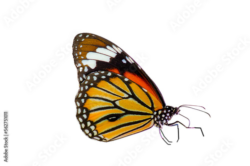 butterfly Isolated on transparent background PNG file