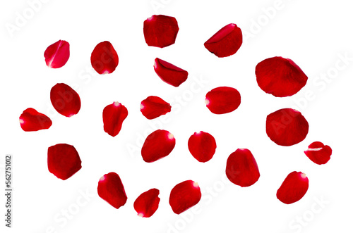 Fototapeta Naklejka Na Ścianę i Meble -  red rose petals Isolated on transparent background PNG file