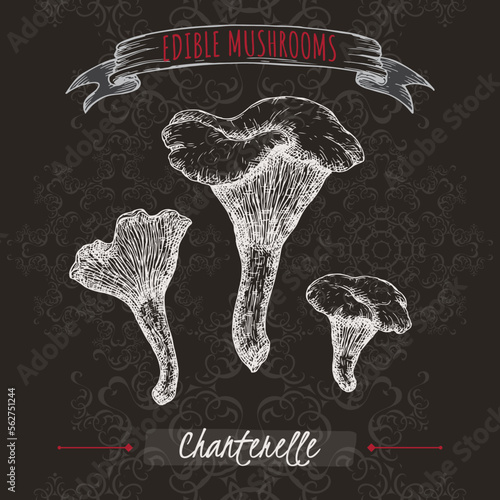 Cantharellus cibarius aka golden chanterelle sketch on black background. Edible mushrooms series.