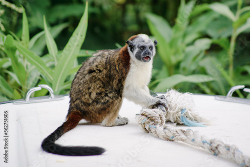 Geoffroy’s Tamarin