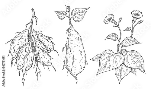 Plant batatas with leaf, root and flower. Vintage engraving vector black illustration. Isolated on white