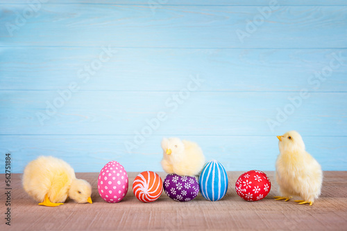 Foto Easter composition with yellow fluffy fledgling chickens and colored easter eggs against the blue wooden background