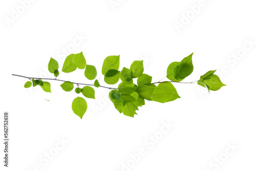 Fototapeta green leaves isolated on transparent background