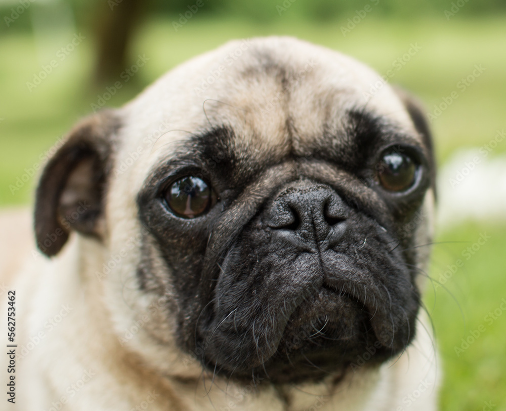 Pug face Pug face