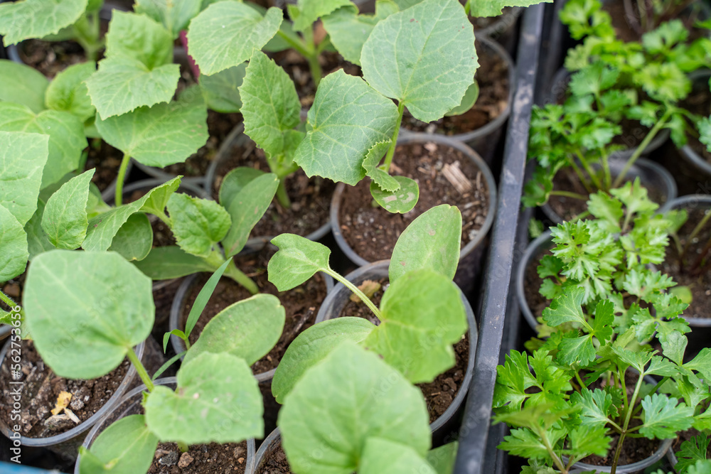 Seedlings of zucchini, pumpkins, parsley growing in pots, waiting for planting. Spring garden work Seedlings of zucchini, pumpkins, parsley growing in pots, waiting for planting. Spring garden work