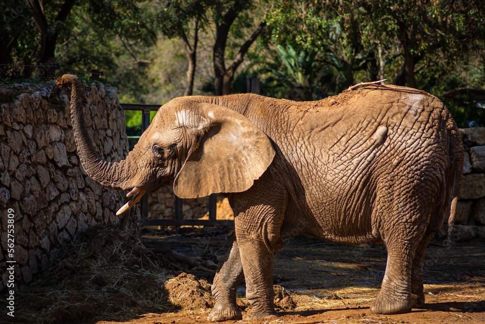 Fototapeta premium A large adult elephant walks in an Israeli safari