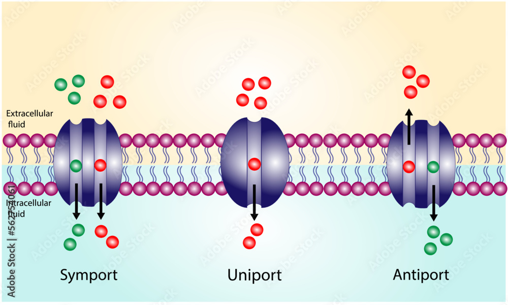Membrane transporters of ions and molecules across cell membranes. Membrane Transport Systems