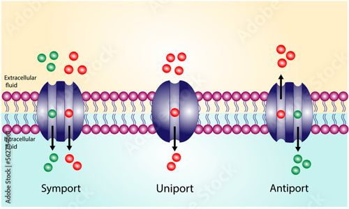 Membrane transporters of ions and molecules across cell membranes. Membrane Transport Systems. Types of cell membrane channels: Uniport, Symporter and Antiporter. Vector Illustration.