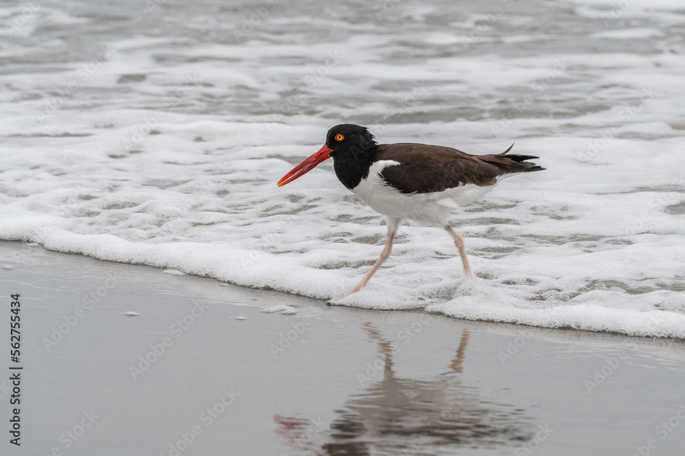 American Oystercatcher Looking for Food on Jersey Shore beach. American Oystercatcher Looking for Food on Jersey Shore beach.