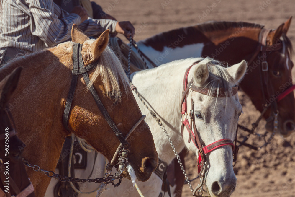 Obraz premium Gaucho