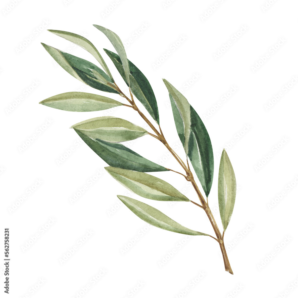 Watercolor hand-drawn branch of olive tree. Green leaves isolated on ...