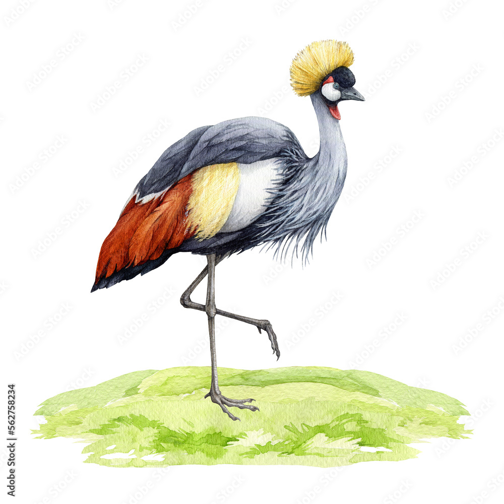 Grey crowned crane on the grass. Watercolor illustration. Hand drawn realistic Balearica regulorum avian. Wildlife Africa native bird. Grey crowned crane beautiful bird standing on the grass element. Grey crowned crane on the grass. Watercolor illustration. Hand drawn realistic Balearica regulorum avian. Wildlife Africa native bird. Grey crowned crane beautiful bird standing on the grass element.