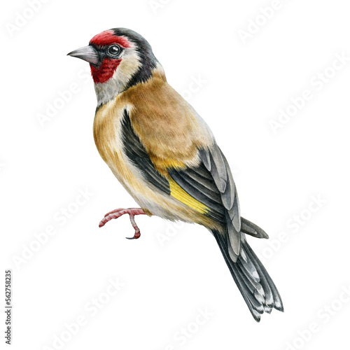 Murais de parede Goldfinch bird illustration