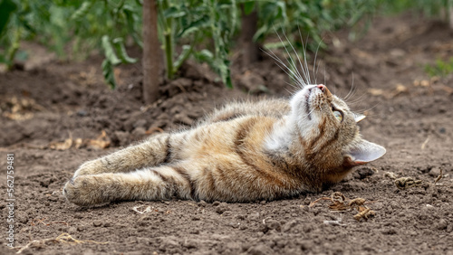A tabby cat lies on the ground in a bed near tomato bushes