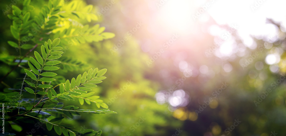 Summer background with a green acacia branch in the forest on a blurred background in sunny weather during sunset Summer background with a green acacia branch in the forest on a blurred background in sunny weather during sunset