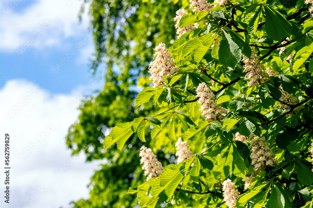 Chestnut tree with green leaves and white flowers on a background of blue sky with white clouds Chestnut tree with green leaves and white flowers on a background of blue sky with white clouds