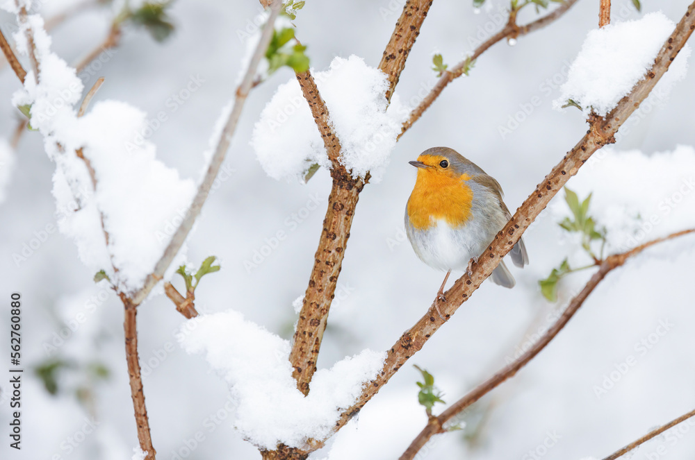 Naklejka premium Rotkehlchen im Winter