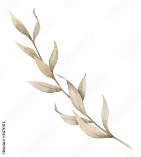 Dried autumn plant with brown Leaves. Hand drawn illustration of dry Branch on isolated background. Botanical drawing of grass for wedding invitations or greeting cards. Floral sketch in pastel colors