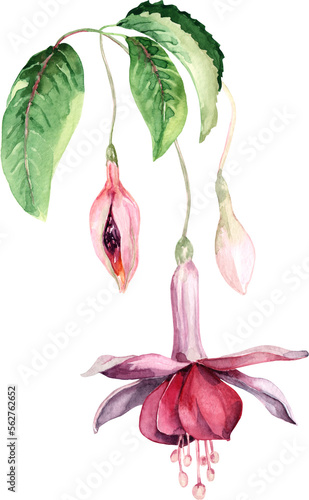Fuchsia flower. Tropical flower. Watercolor.