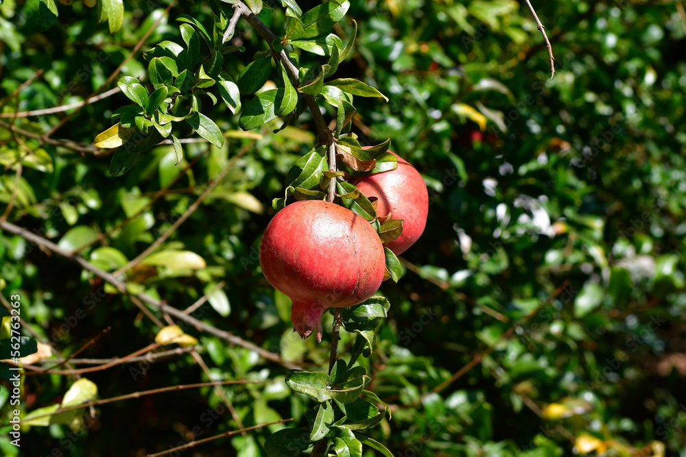 Greece, Crete, Pomegranate Greece, Crete, Pomegranate