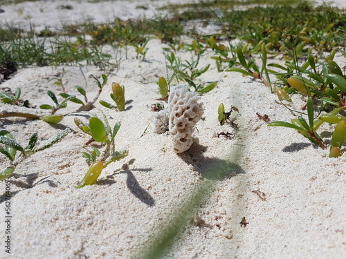 Mexico, Playa del Carmen e Cozumel