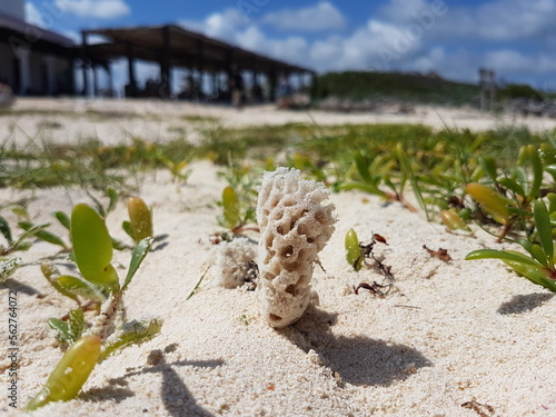 Mexico, Playa del Carmen e Cozumel