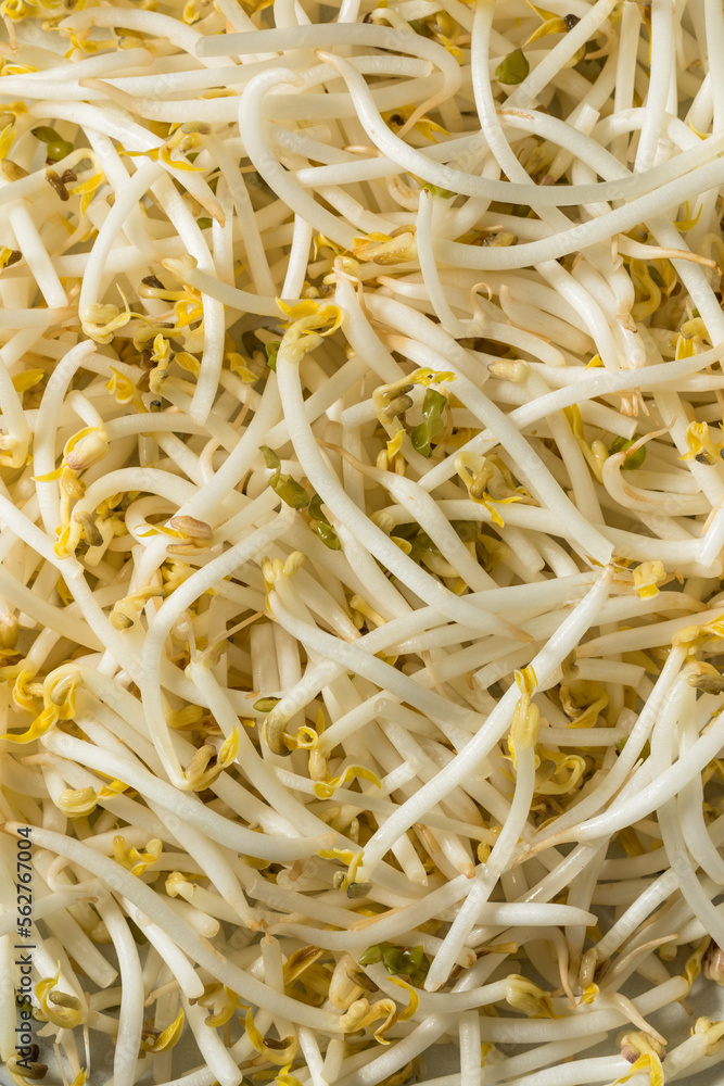 Raw White Organic Soy Bean Sprouts