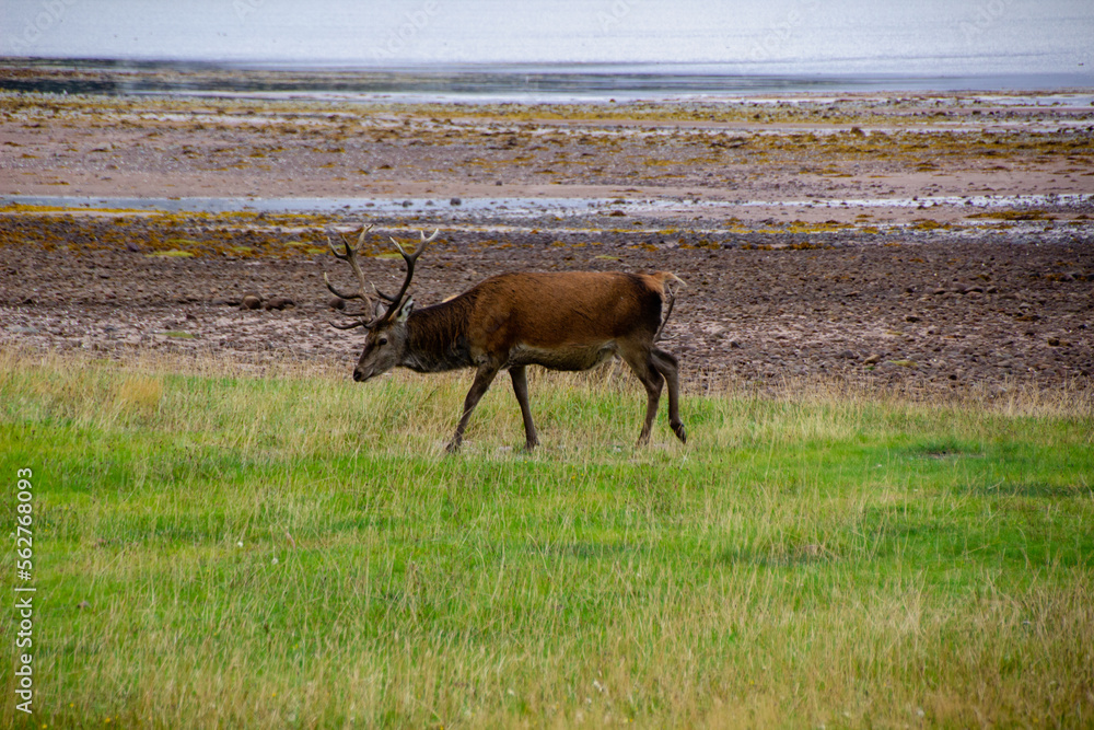 Fototapeta premium Deers grazing on meadow.