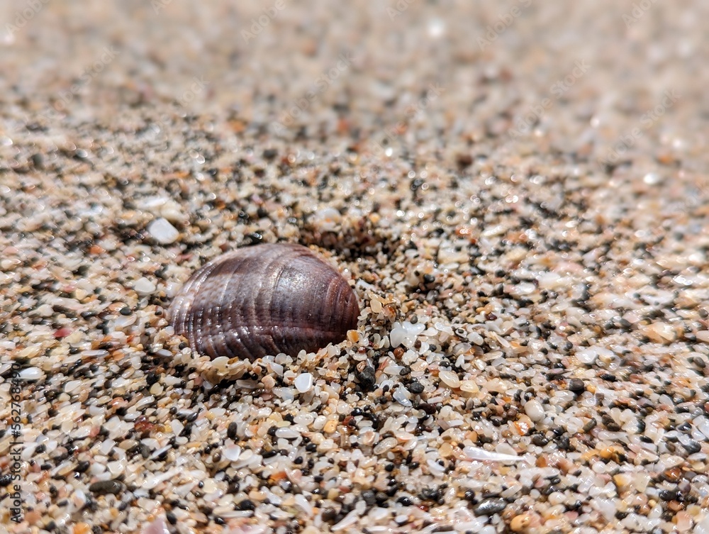 Close-up on a clam's shell buried on the sand of the beaches during a sunny day in Tamarindo in Costa Rica, horizontal image and focus effect