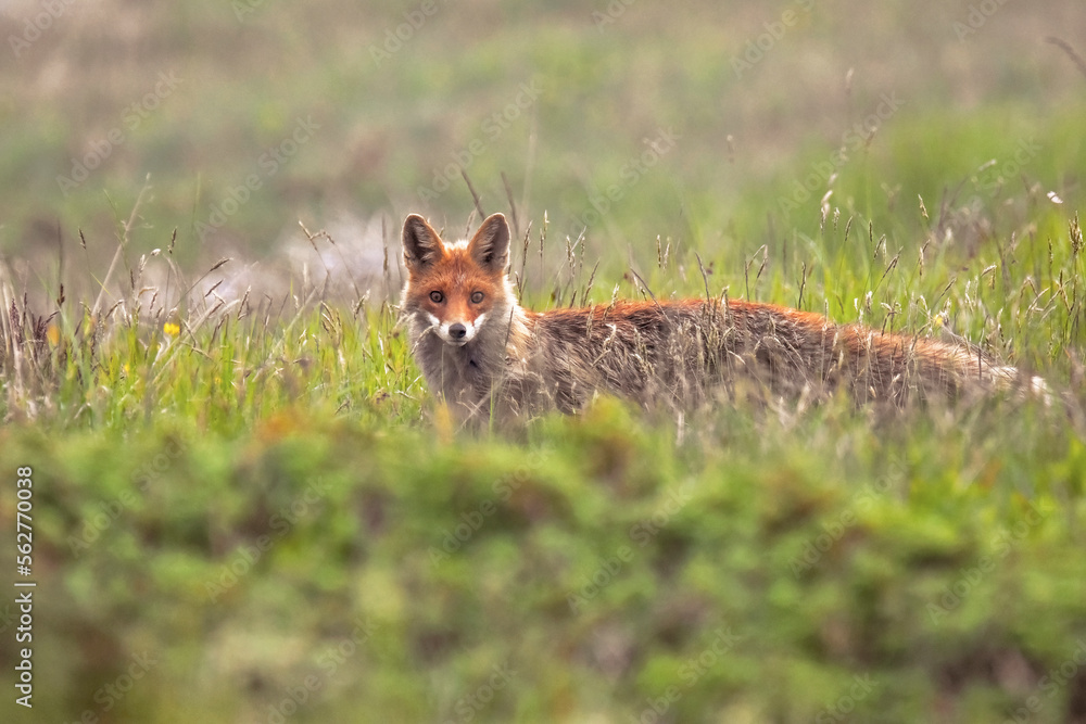 Red fox (Vulpes vulpes) running in the tall grass of an alpine meadow glancing with its beautiful bright eyes. Italian Alps Mountains, June.